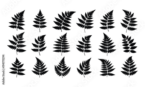 Foto Collection of Black Fern Leaf Silhouettes on White Background