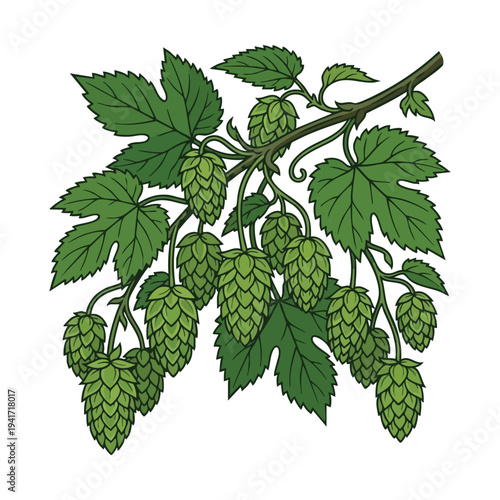 Botanical Illustration of Hops Plant with Cones and Leaves