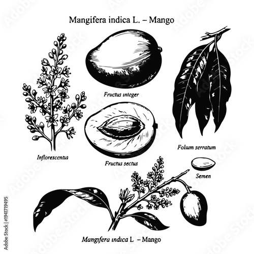 Mango Botanical Illustration Set – Mangifera Indica Fruit, Leaf, Flower and Seed Vintage Vector