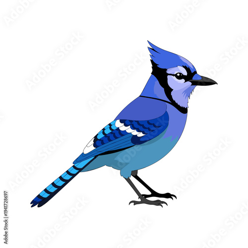 A blue jay standing on a surface