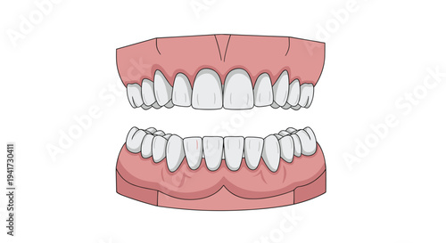 An anatomical model of human upper and lower jaw sets with perfectly aligned white teeth and pink gums is displayed on a white background.