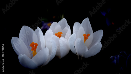 White Crocuses - Jeanne D'Arc variety
