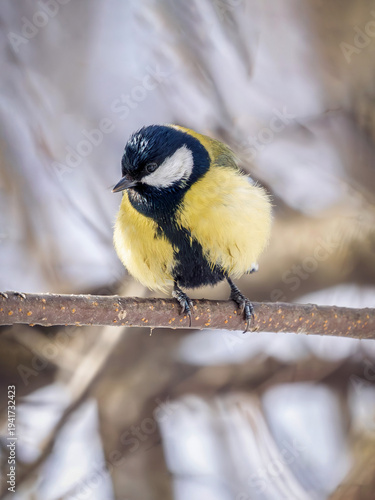 Titmouse perched on a tree branch