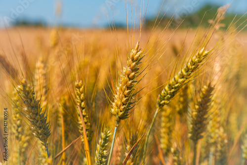 Close-up of awned wheat ears in a rural field.