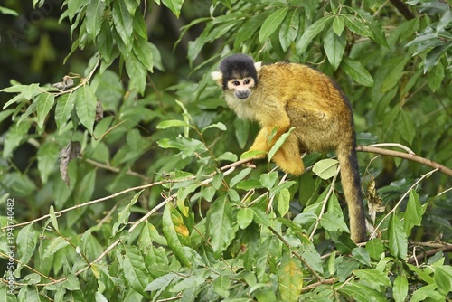 Black-capped squirrel monkey (Saimiri boliviensis), captive, Switzerland