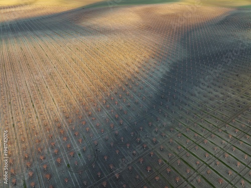 Cultivated young Almond Trees (Prunus dulcis) in the Campiña Cordobesa, the fertile rural area south of the town of Córdoba, aerial view, drone shot, Córdoba province, Andalusia, Spain