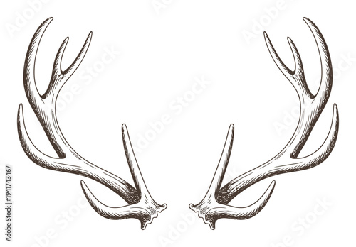 Hand-Drawn of Deer Antlers on a White Background