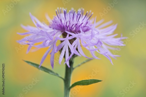 Greater knapweed (Centaurea scabiosa), Emsland, Lower Saxony, Germany