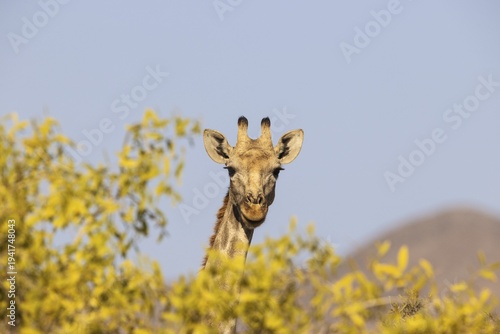 Angolan Giraffe (Giraffa giraffa angolensis), female, Kaokoland, Kunene Region, Namibia