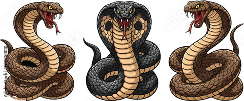 Set of aggressive king cobra snake illustrations with open mouth and fangs isolated on white background for mascot logo and tattoo design