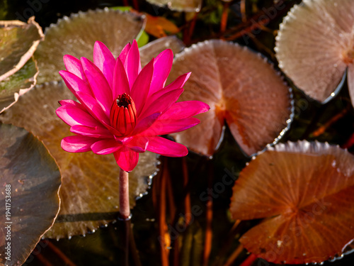 Beautiful Pink Water Lily Blooming on Pond with Lotus Leaves in Natural Sunlight Tropical Garden Scene