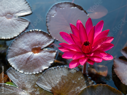 Beautiful Pink Water Lily Blooming on Pond with Lotus Leaves in Natural Sunlight Tropical Garden Scene