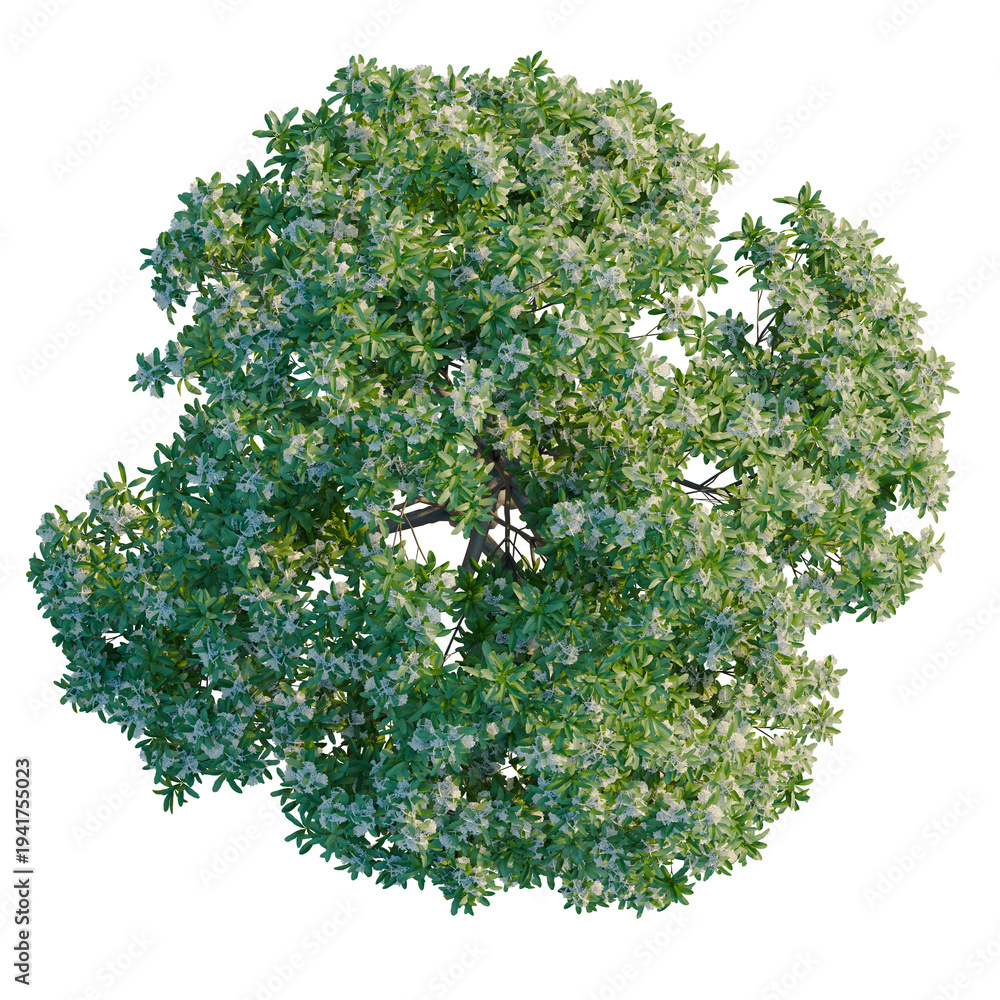Obraz premium Alstonia scholaris tree plan, top view, cutout, transparent background, isolate, Detailed Close-Up of Lush Green Foliage with Intricate Details, Ideal for Nature Themes
