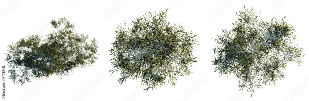 Naklejka premium Eucalyptus Globulus tree plan, top view, cutout, transparent background, isolate, Detailed close-up of a lush green fern plant texture, high resolution, perfect for nature backgrounds