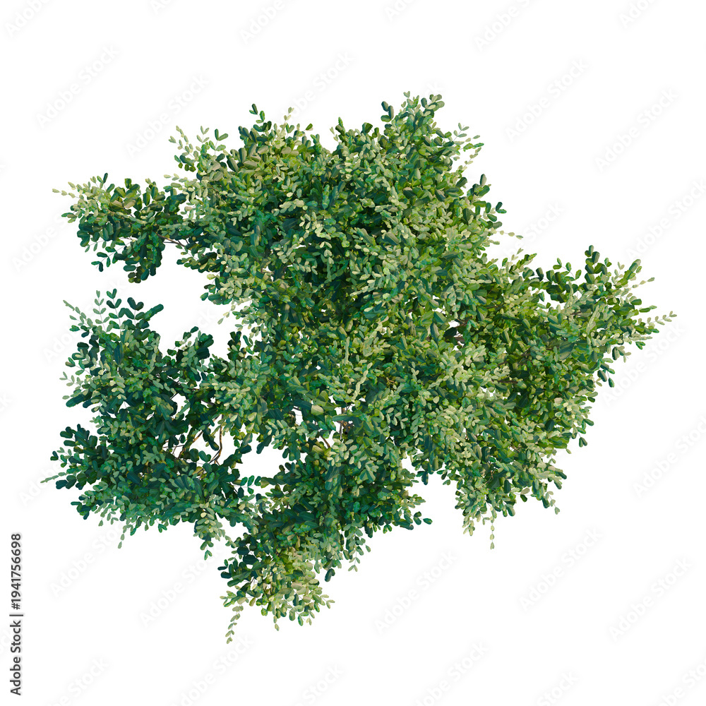 Obraz premium Cupaniopsis anacardioides tree plan, top view, cutout, transparent background, isolate, Vibrant green foliage background with dense leaf texture, nature wallpaper