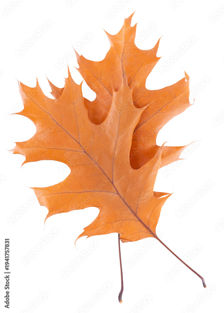 Obraz premium Oak leaf isolated on white background. Yellow autumn oak leaves. Clipping path. Top view.