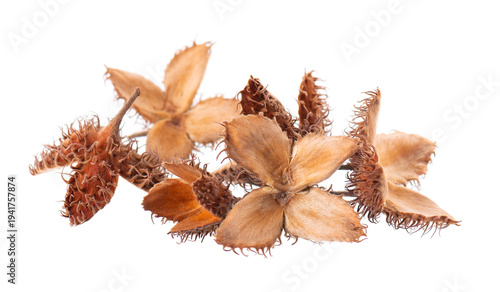 Foto Beechnuts seeds isolated on white background