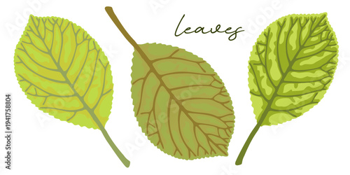 Set of light green spring foliage on white background.
Hand drawn leaf illustration for decoration, poster, sticker, clip art, print, pattern, craft, design, floristry or packaging.
