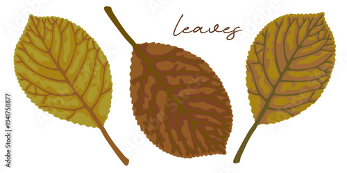 Set of rusty autumn foliage on white background.
Hand drawn leaf illustration for decoration, poster, sticker, clip art, print, pattern, craft, design, floristry or packaging.