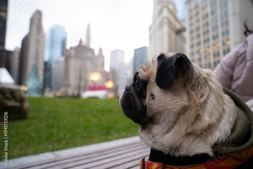 Portrait of an adorable pug dog pet in Downtown Chicago 