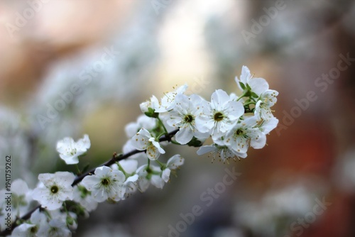 plum blossoms in the garden in spring