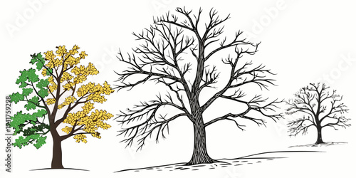 Illustration of trees in different seasons with green, yellow and bare branches