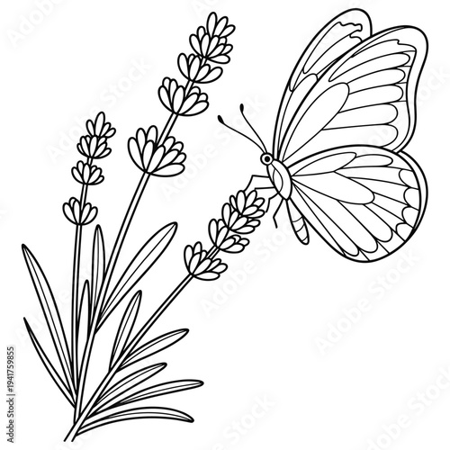Detailed line art illustration of a delicate butterfly resting on blooming lavender sprigs