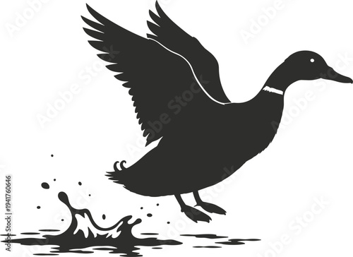 Silhouette of a mallard duck taking flight from water splashing drops