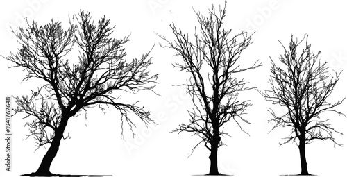 Three distinct leafless tree silhouettes with intricate branching patterns leaning and upright against white 
