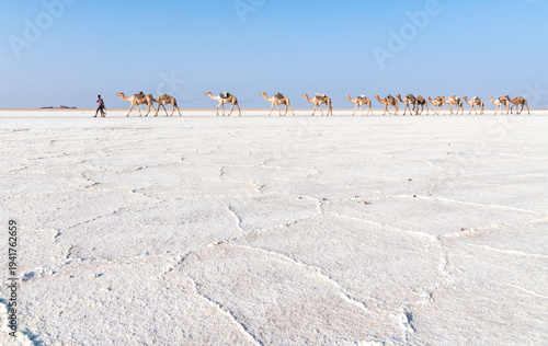 Photos DANAKIL EXPRESSION, ETHIOPIA Afar herders lead Caravan of Camels Transporting Sa