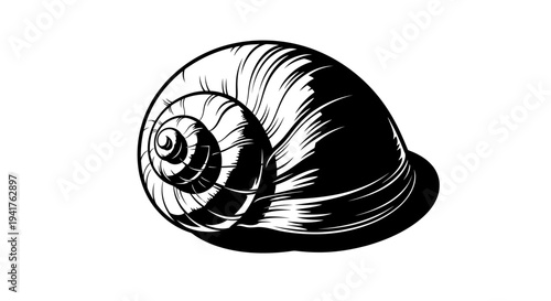 Black and white illustration of a single snail shell.