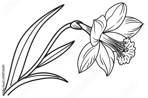 coloring page line art the cattleya flower black vector