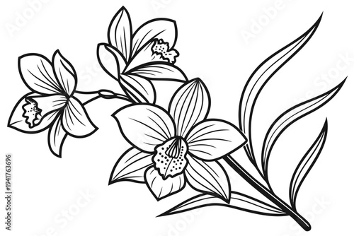 coloring page line art the cattleya flower black vector