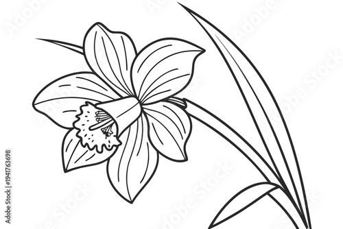 coloring page line art the cattleya flower black vector