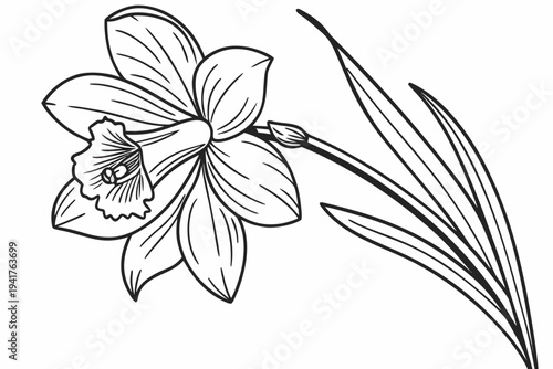 coloring page line art the cattleya flower black vector