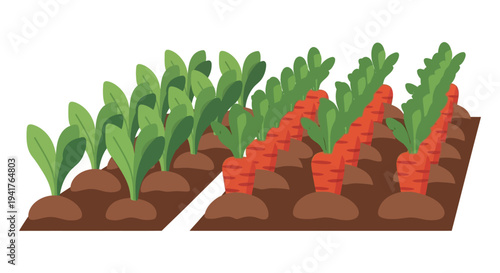 Carrot Field Illustration. Rows of Growing Carrots in Soil. Farming, Agriculture, and Vegetable Garden Vector Art on White Background.
