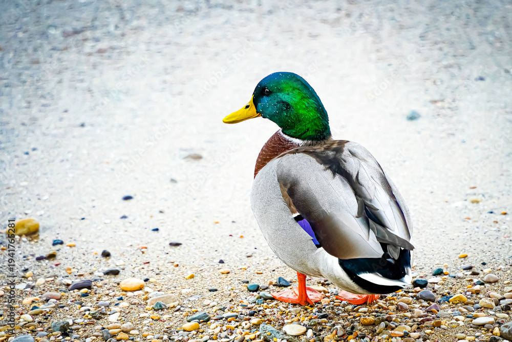 Obraz premium mallard duck on a rocky ground