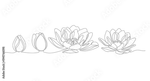 Lotus Flower Growth Stages Line Art: Budding to Blooming
