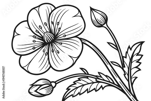 coloring page line art the buttercup flower black vector