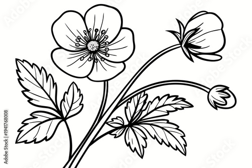 coloring page line art the buttercup flower black vector