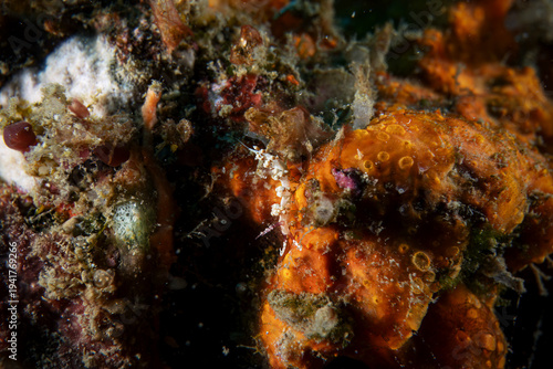 Nudibranch close up macro underwater photography at sea floor marine life in SCUBA diving in Indonesia