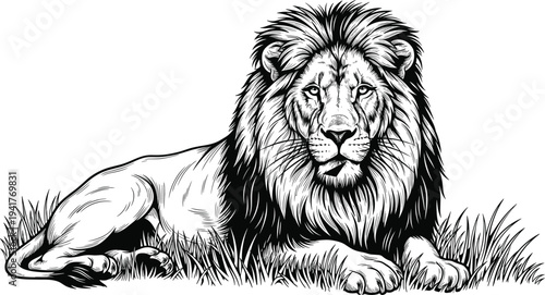 Black and white of a lion lying in the grass animal wildlife