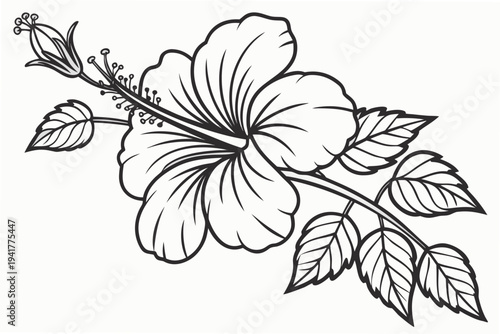 coloring page line art the hibiscus flower black vector