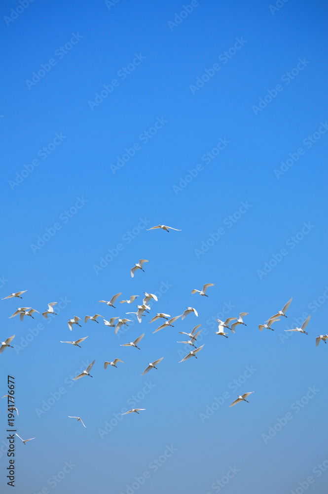 Fototapeta premium Flock of snowy egrets (Egretta thula) flying in the sky, wildlife bird scene