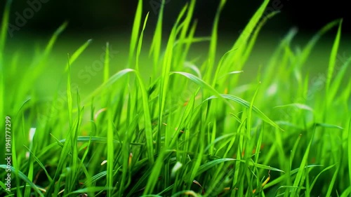 Vibrant Green Blades Of Fresh Spring Grass Growing Closely Together Creating A Natural Texture With A Shallow Depth Of Field Background