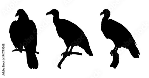 Vulture set with solid black silhouette perched on winged stance featuring sharp beak, desert predator aesthetic, minimal outline with line art and background