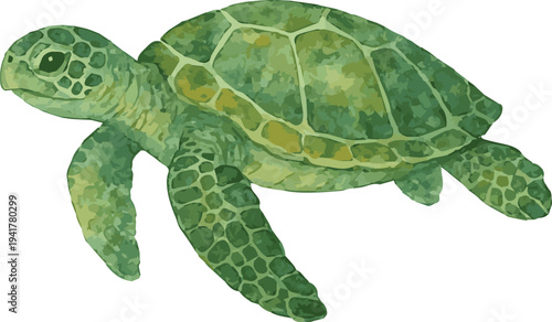 Vector watercolor illustration of a green sea turtle