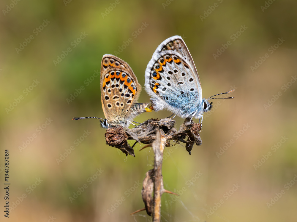 Obraz premium Silver-studded Blue Butterflies Mating. Side View.