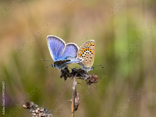 Fotografija Silver-studded Blue Butterflies Mating. Side View.