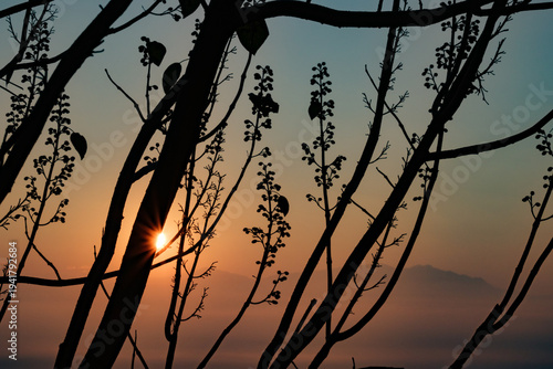 Rising sun through pretty tree silhouette, Nagarkot, Nepal